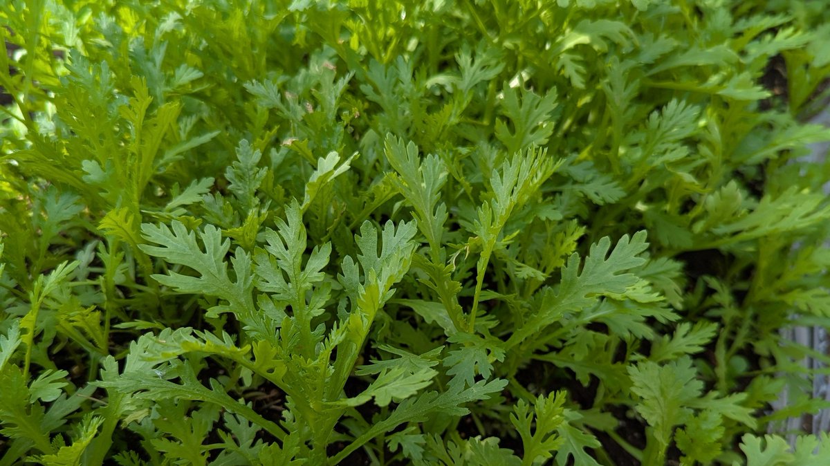 春菊の畑が渋滞中…😂
まだ間引きをしていない。少し遅いかな
朝の忙しい時間、緑は落ち着きますね🤗