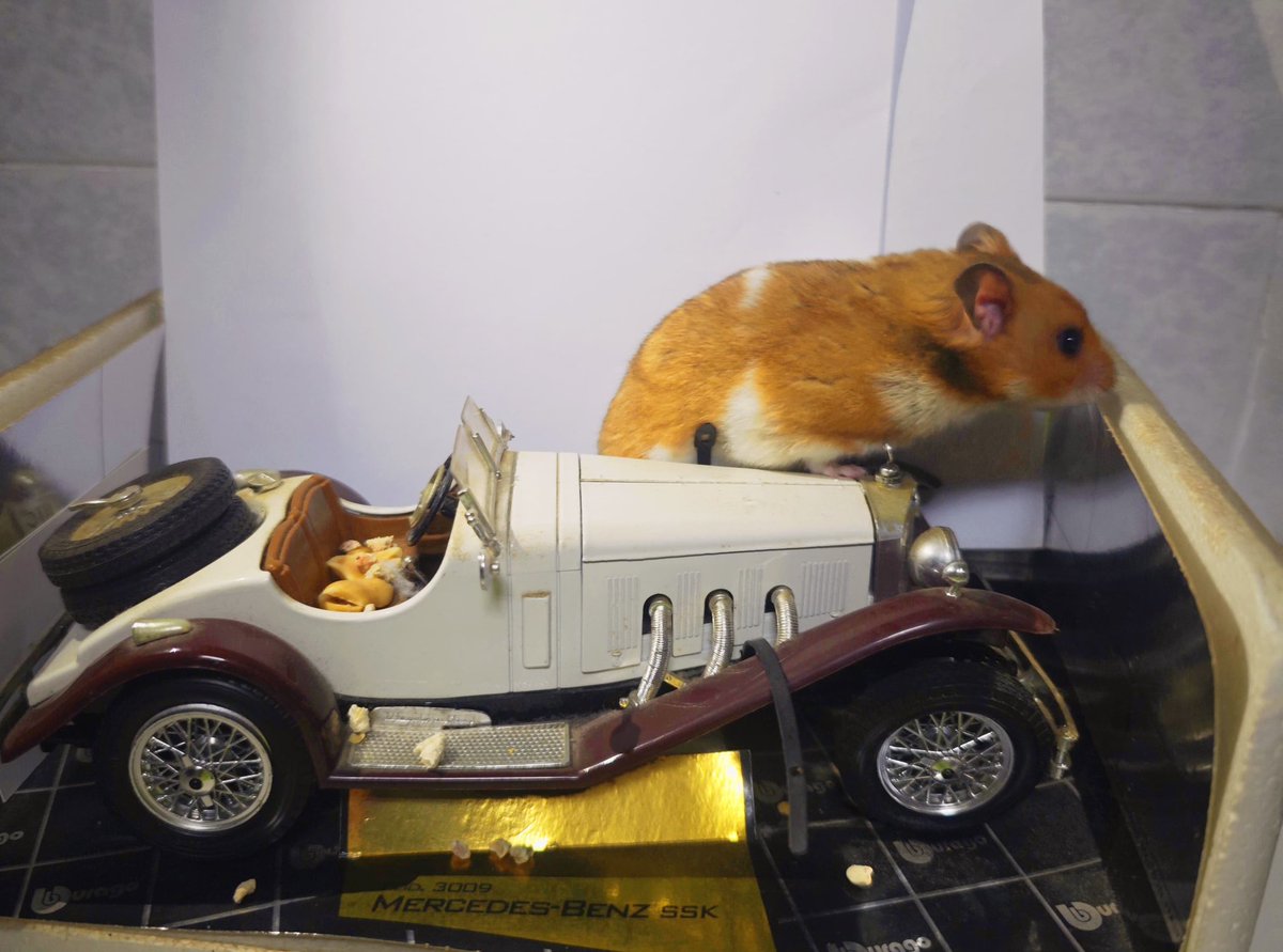 <a href="/BMW/">BMW</a> Do you think my fat hamster🐹 could fit in any of those trunks ?
This <a href="/MercedesAMGF1/">Mercedes-AMG PETRONAS F1 Team</a> is very small 😅🐹
 <a href="/nomnom_solana/">nom nom</a>
 #nomnom #MemeCoinSeason #Crypto