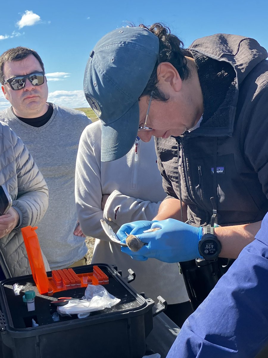 cbahialomas's tweet photo. Proyecto SIA @anid_chile 
Migraciones de aves playeras
Investigadores de CBL @eriksandvigc @hvnorambuena 
Investigadora invitada Sarah Saldanha
Pasante de Universidad de Roma Tre Ludovica Giovanazzi 

Apoyo logístico ENAP 👏🏻

¡GRAN EQUIPO! ✨ https://t.co/YXaX5vs1cW