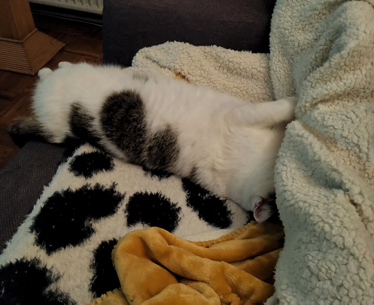 cvrooijen's tweet photo. Kiekeboe #catspam https://t.co/2MY3hozA3y