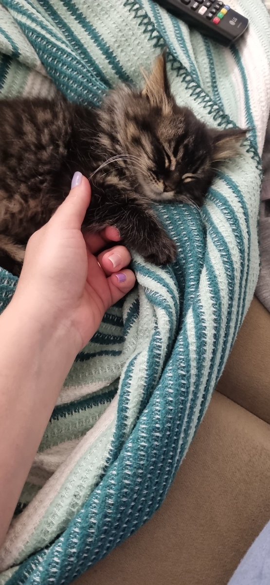 uniqhorn 🐾 Turşu usta tweet media