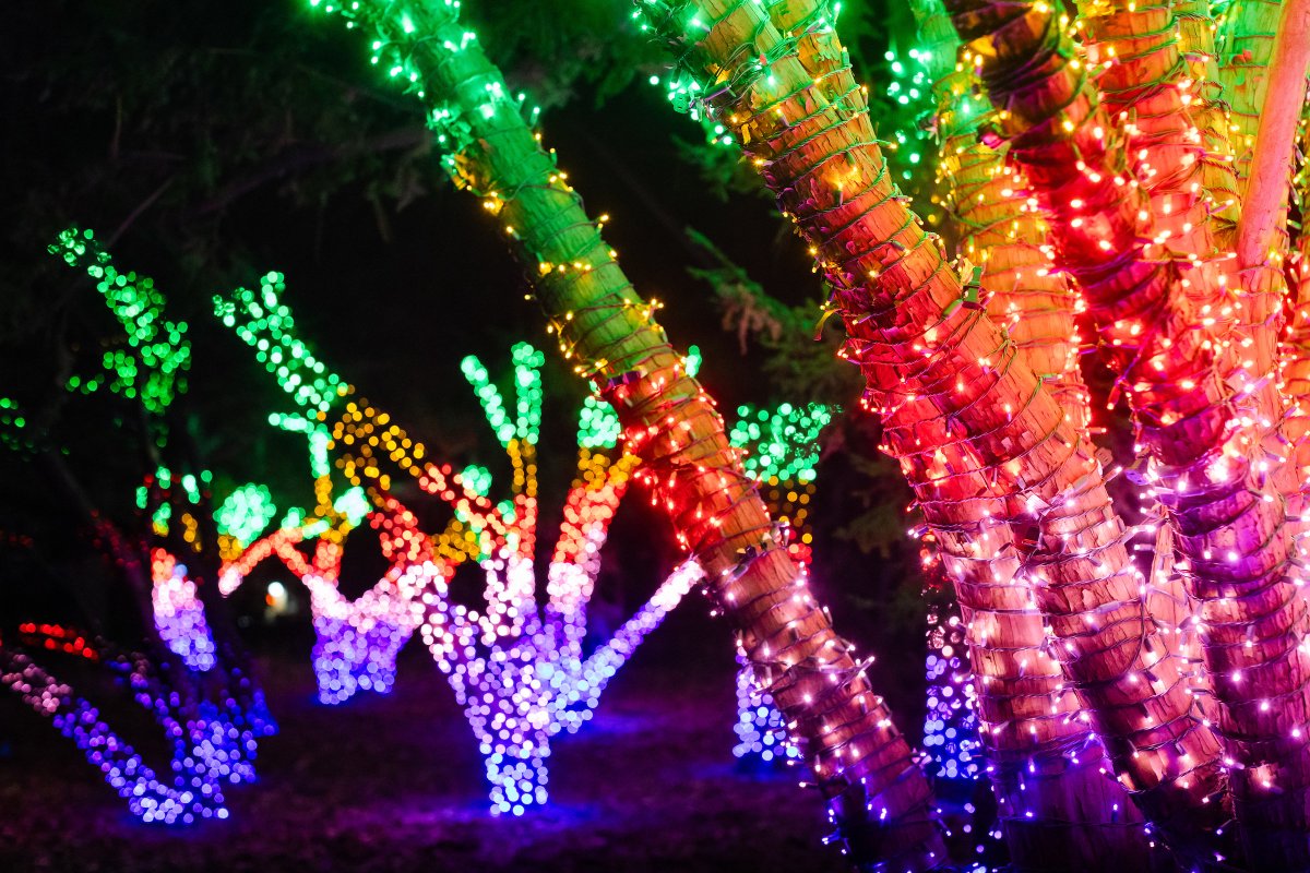 Brooklyn Botanic Garden (@brooklynbotanic) on Twitter photo Lightscape opens this week! 🌟
Tickets are selling fast, so don’t wait to purchase: bbg.org/lightscape
Lead sponsor, <a href="/ConEdison/">Con Edison</a>. In partnership with <a href="/sonymusic/">Sony Music</a>. Illuminated trail created by <a href="/CCLCreative/">Culture Creative</a>. Lightscape opens this week! 🌟
Tickets are selling fast, so don’t wait to purchase: bbg.org/lightscape
Lead sponsor, <a href="/ConEdison/">Con Edison</a>. In partnership with <a href="/sonymusic/">Sony Music</a>. Illuminated trail created by <a href="/CCLCreative/">Culture Creative</a>.