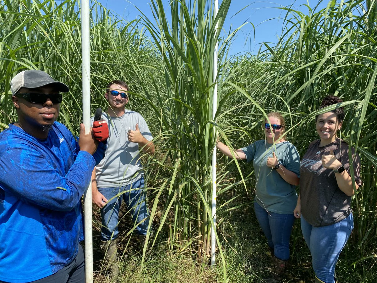 CABBI researchers tested new #energycane genotypes in colder climates and found they maintained their productivity. With great potential for ethanol production, these varieties can be growth farther north than most! 🌾

News ➡️ cabbi.bio/new-energycane…
📰 mdpi.com/2077-0472/14/8…