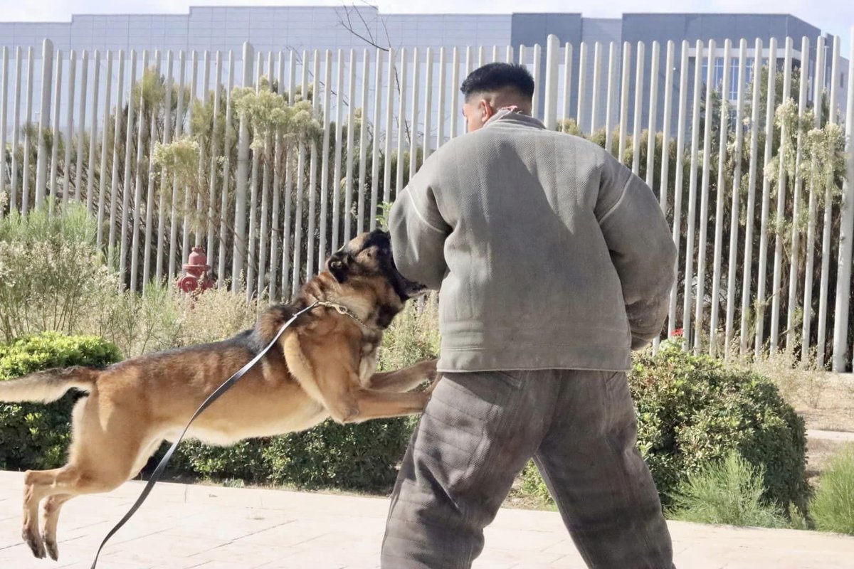 Secretaría de Seguridad Ciudadana Baja California tweet media