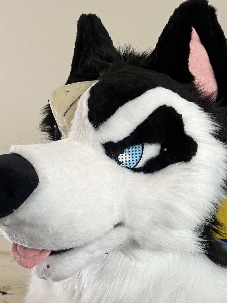 D0ctor_Dingo's tweet image. Husky premade is coming👀… guess who he is🐾
He will be up for auction on the dealers den this week! Stay tuned❤️