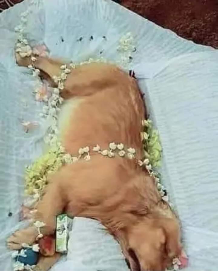 J'ai dû dire au revoir à mon bébé 💔 Je suis tellement perdu sans elle ! 😭