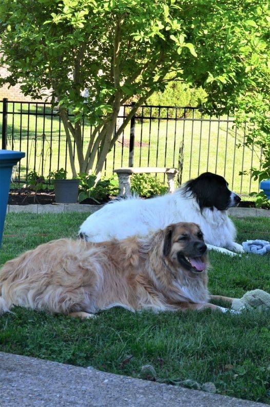 JaronDevriesere's tweet image. My puppy 🐶