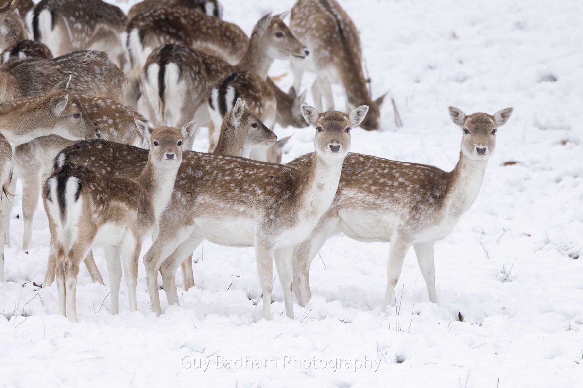 Guy Badham (@guybphotography) on Twitter photo Fallow Fawns in <a href="/ChatsworthHouse/">Chatsworth</a> this morning. Just so cute. <a href="/vpdd/">Visit Peak District & Derbyshire</a> Fallow Fawns in <a href="/ChatsworthHouse/">Chatsworth</a> this morning. Just so cute. <a href="/vpdd/">Visit Peak District & Derbyshire</a>