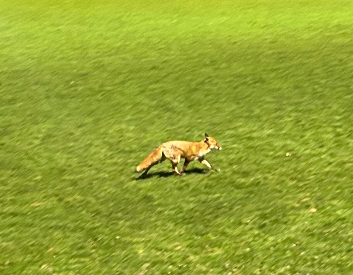 Not something you see on a football pitch mid-game is it <a href="/MusselburghAth/">Musselburgh Athletic</a> ???
