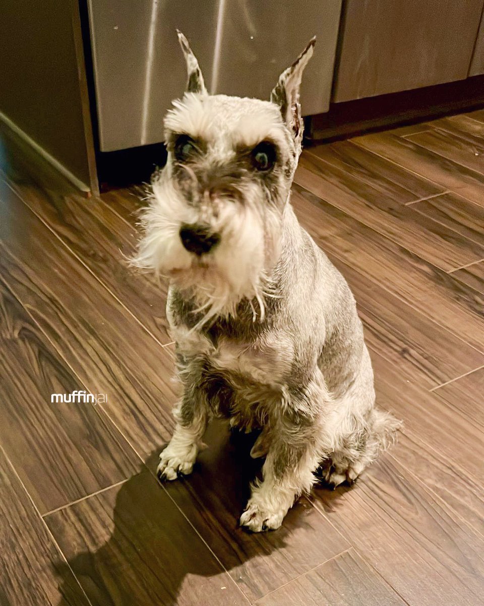 muffinjai's tweet photo. Ugh, not this again! ๐ด Woke up feeling ruff around the edges. ๐ฉ Guess I picked the wrong napping position last night. ๐คช My beard is a total disaster zone! ๐ Someone send help... and a brush! ๐ชฎ #SchnauzerLife #MessyBeard #DogProblems #SendHelp #VancouverDogs #DogsOfVancouver https://t.co/kwVU7vi5iI