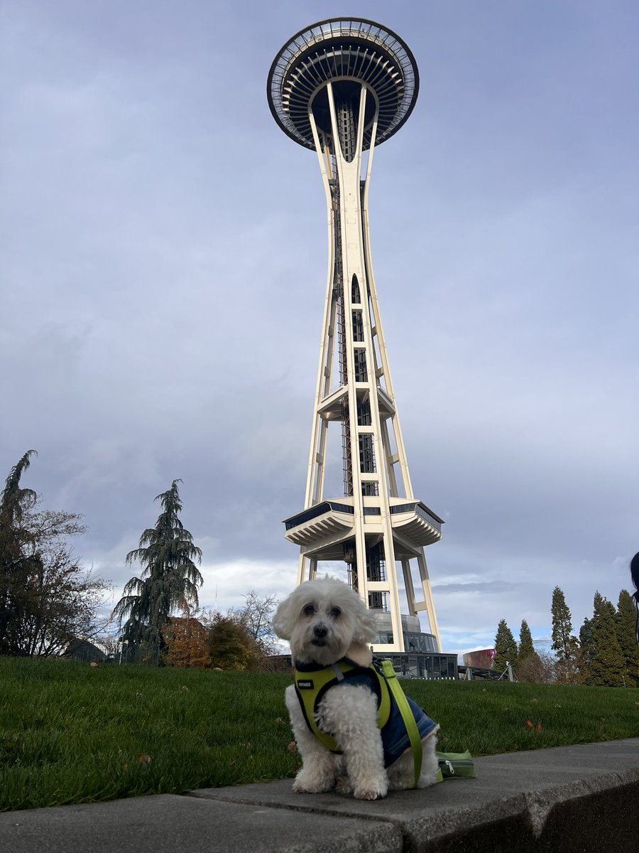 Cyndy_Xo's tweet photo. Fluffy took over Seattle .🤍 https://t.co/Qw5Gd6Pg0h