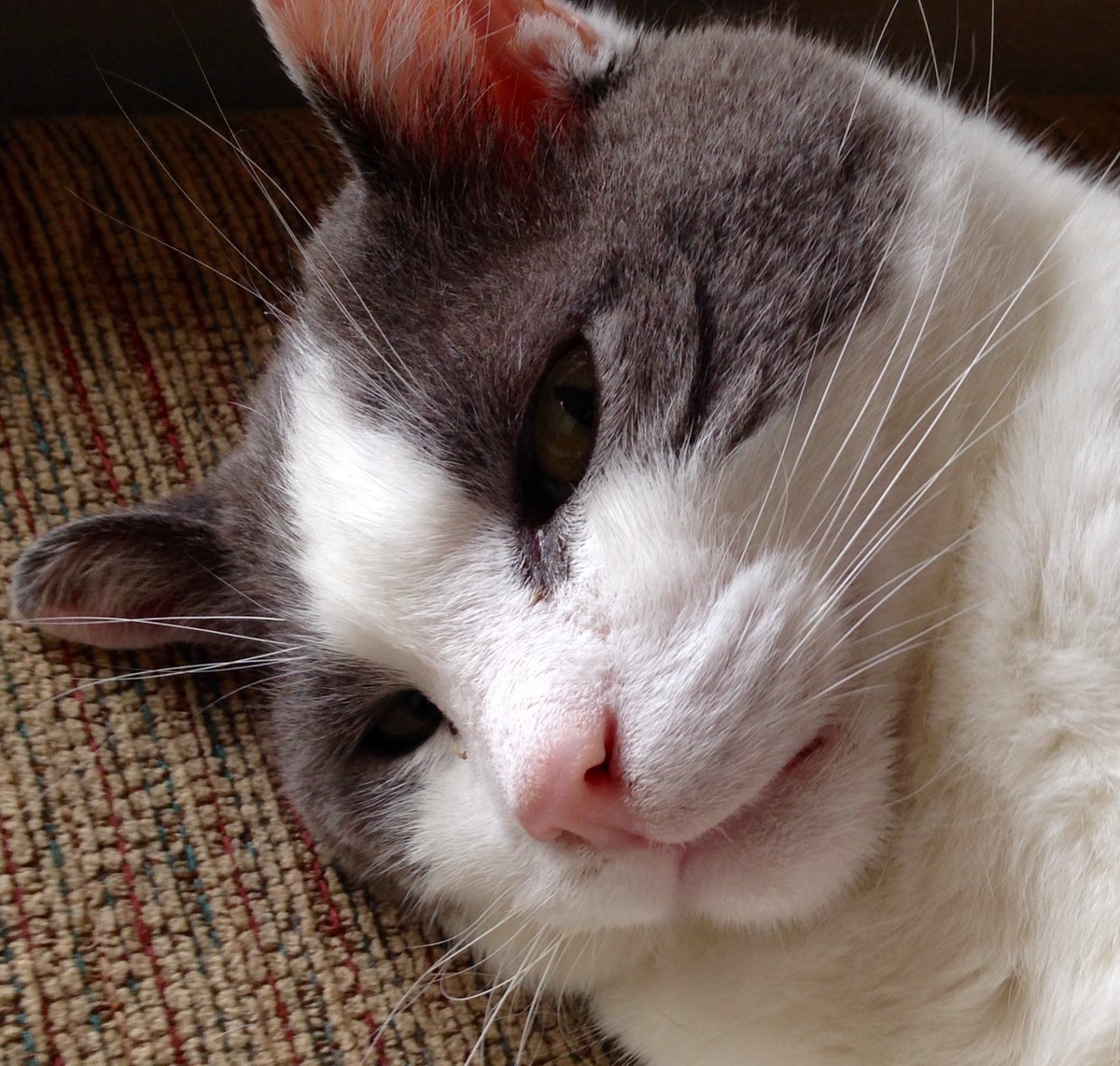 Mello Fellow tweet media