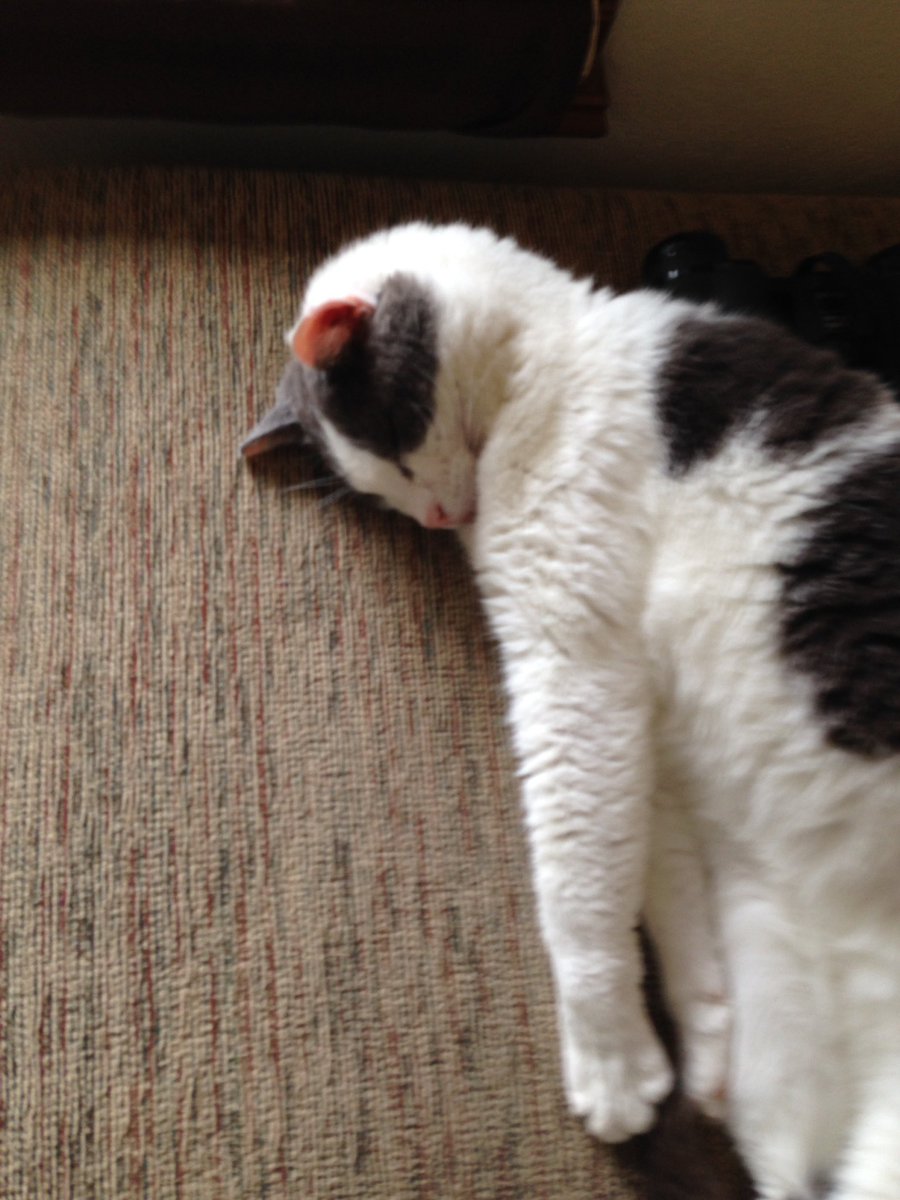 Mello Fellow tweet media