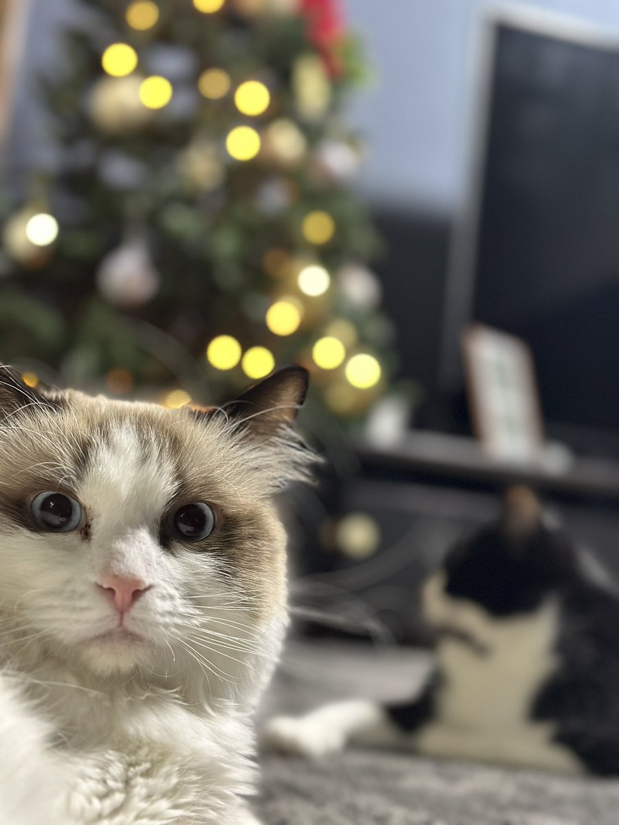 guratan2024's tweet photo. ツリーと猫２匹。

 #FIP寛解 
 #猫のいる暮らし https://t.co/x81Wmn2vqO