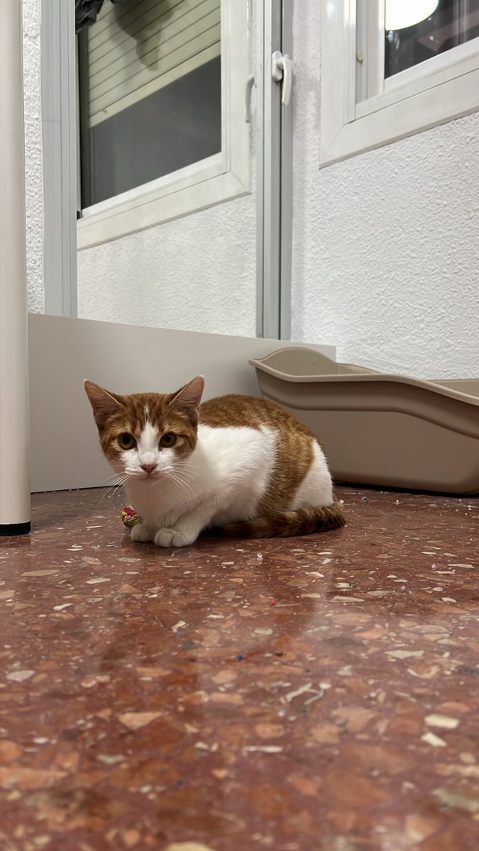 URGENTE! Es de las colonias afectadas de #Ribarroja.
La acogida solo lo puede tener  hasta el sábado. Estaba con 16 gatillos más hasta que pasó esto.
Las gestoras de esa colonia se ocuparían de los gastos de la acogida o adopción.

651989835 Susana 
691508208 Mymi

#DanaValencia