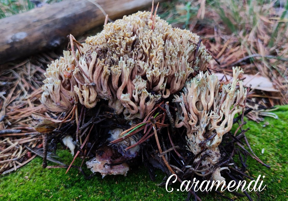 💥 Ramaria apiculata

Fructificaciones con la zona basal de color pardo rojizo, gruesa con ramas bifurcadas, rígidas cuyas terminaciones son de color verdoso.
Sobre restos leñosos de Pinus sylvestris.