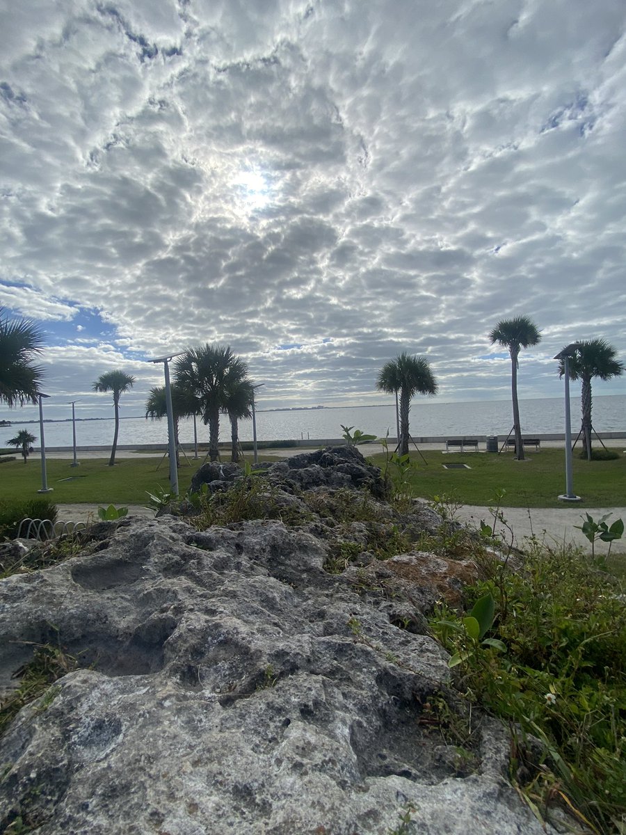 Littlehavanarep's tweet image. I dream of a healthy urban forest.🌳🐬🚴♀️🌳🇺🇸❤️🌊🌲🏕️ #Miami #Urbanforest #Resilience @miamiparks @CityofMiami
