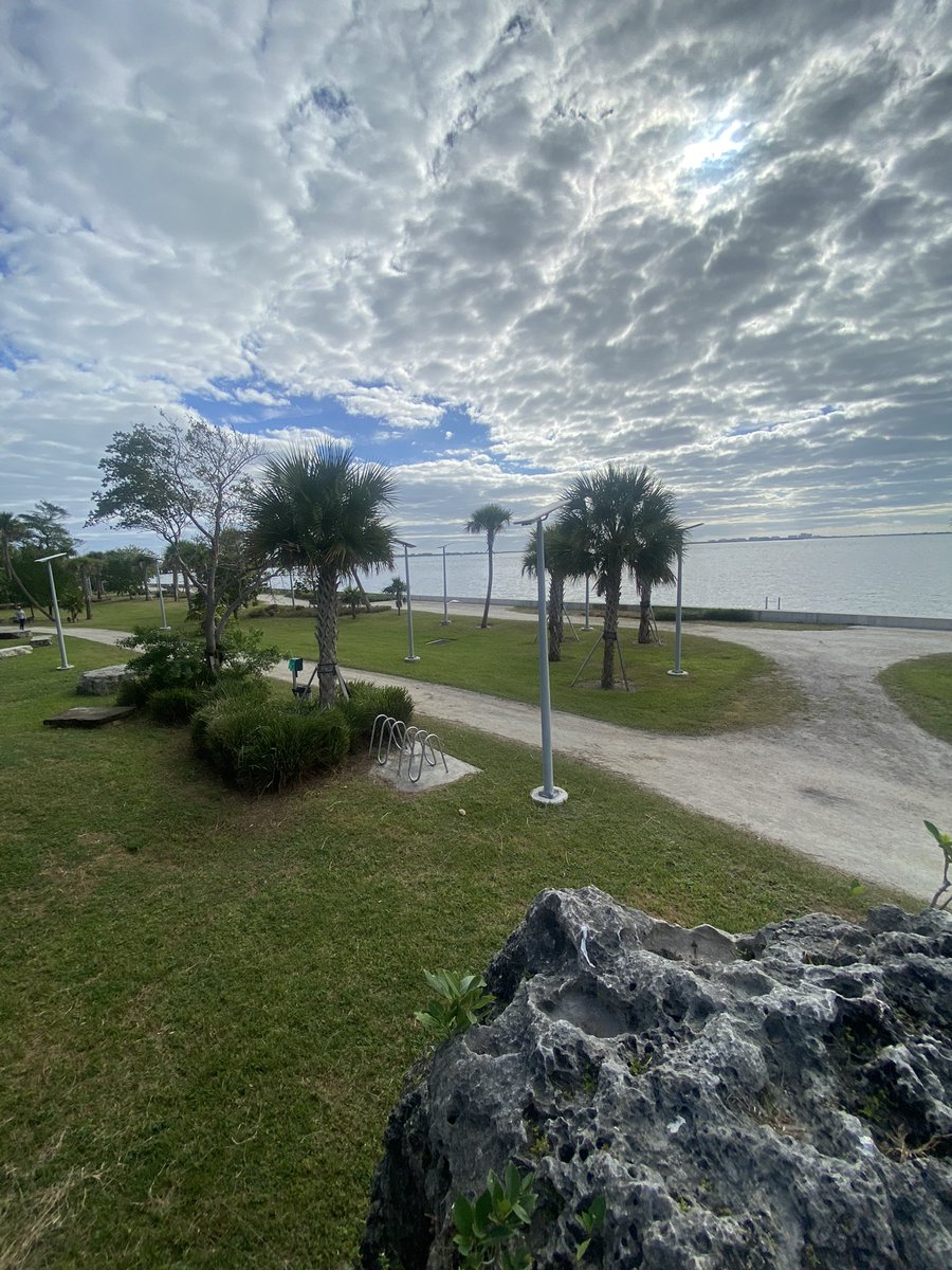 Littlehavanarep's tweet image. I dream of a healthy urban forest.🌳🐬🚴♀️🌳🇺🇸❤️🌊🌲🏕️ #Miami #Urbanforest #Resilience @miamiparks @CityofMiami