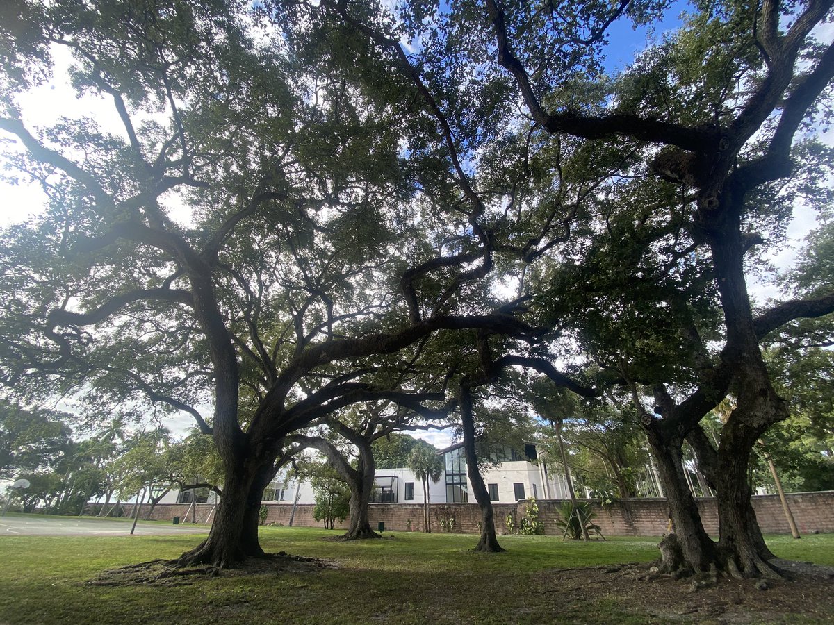 Littlehavanarep's tweet image. I dream of a healthy urban forest.🌳🐬🚴♀️🌳🇺🇸❤️🌊🌲🏕️ #Miami #Urbanforest #Resilience @miamiparks @CityofMiami