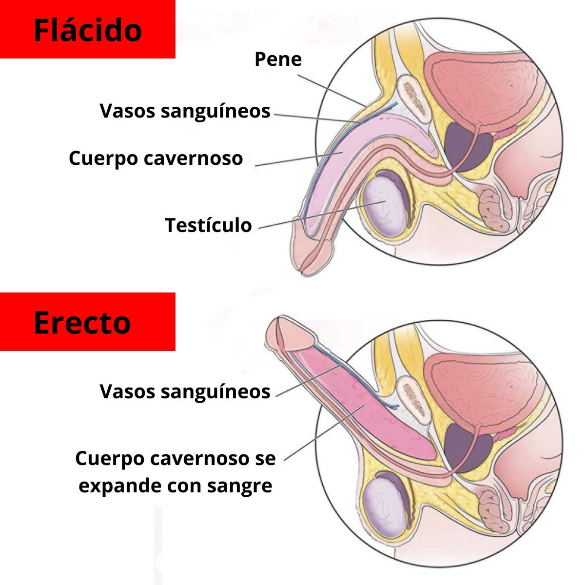 LOS 5 NUTRIENTES MÁS IMPORTANTES PARA LA SALUD SEXUAL DE LOS HOMBRES

La salud sexual de los hombres depende de una combinación de hormonas, flujo sanguíneo y niveles de energía.

Algunos nutrientes en particular son esenciales para mantener estas funciones.

¿Cuáles son esos