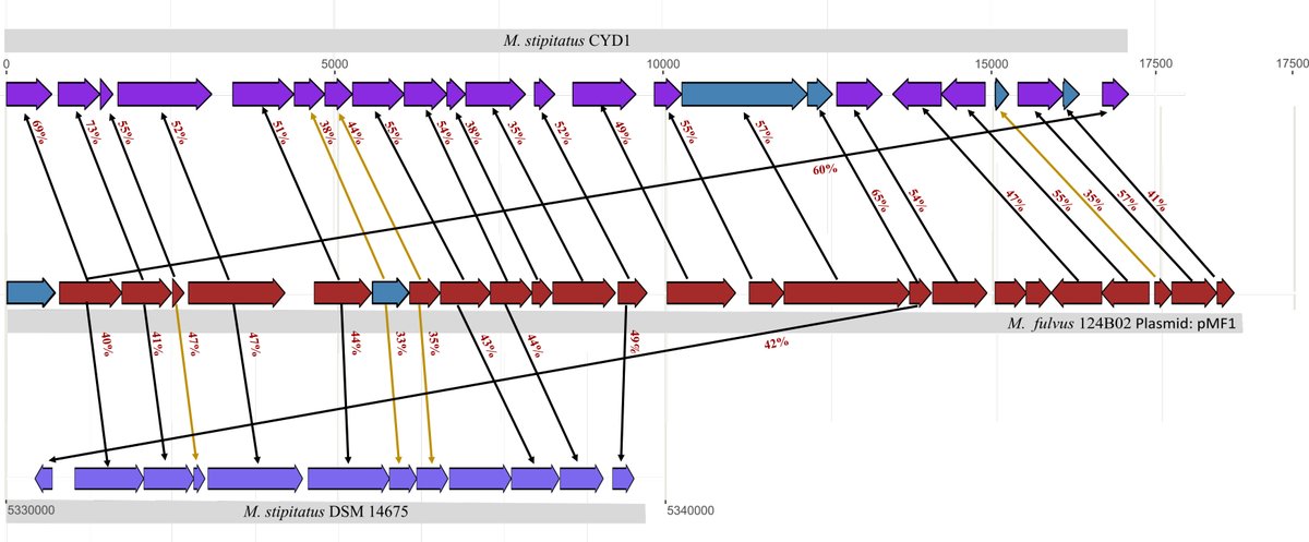 Microbiology Spectrum (@journalspectrum) on Twitter photo Using sequence homology, synteny, and phylogenetic analysis, the <a href="/sharmaG30/">Gaurav Sharma, Ph.D.</a> from <a href="/omics_lab/">SharmaG_omics Lab <a href="/IITHyderabad/">IIT Hyderabad</a></a> lab explores the putative emergence of the Myxococcus fulvus 124B02 plasmid pMF1.
@IITHyderabad <a href="/BTIITH/">Department of Biotechnology, IIT Hyderabad</a> journals.asm.org/doi/10.1128/sp… Using sequence homology, synteny, and phylogenetic analysis, the <a href="/sharmaG30/">Gaurav Sharma, Ph.D.</a> from <a href="/omics_lab/">SharmaG_omics Lab <a href="/IITHyderabad/">IIT Hyderabad</a></a> lab explores the putative emergence of the Myxococcus fulvus 124B02 plasmid pMF1.
@IITHyderabad <a href="/BTIITH/">Department of Biotechnology, IIT Hyderabad</a> journals.asm.org/doi/10.1128/sp…