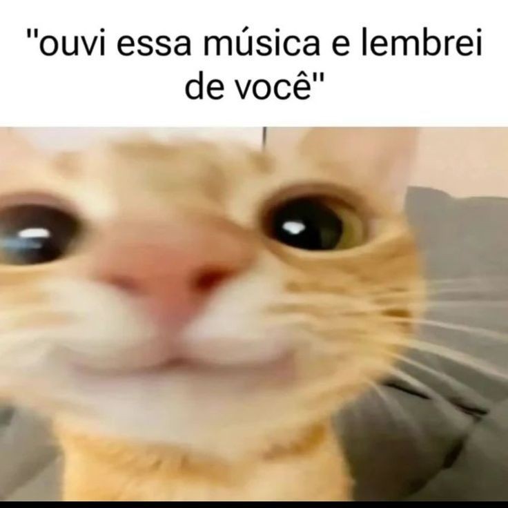 perfil dedicado a gatinhos e peitos (@odeiootaco) on Twitter photo 