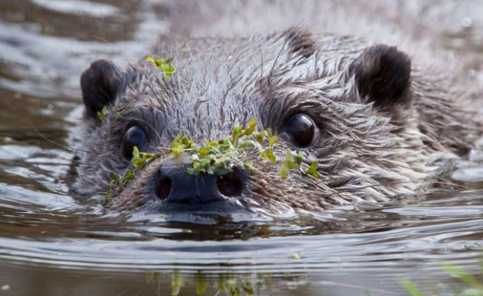 Op woensdag 20 november 2024 organiseert #KNNVZwolle een lezing over de otter in de <a href="/Nooterhof/">Doepark Nooterhof</a> 20.00 u. De lezing wordt gegeven door Johan Spinder, regiocoördinator in Overijssel! Johan gaat ons veel wetenswaardigheden vertellen over de otter!
@postmanjohan 
<a href="/stadkamer/">Stadkamer</a> 
#zwolle
