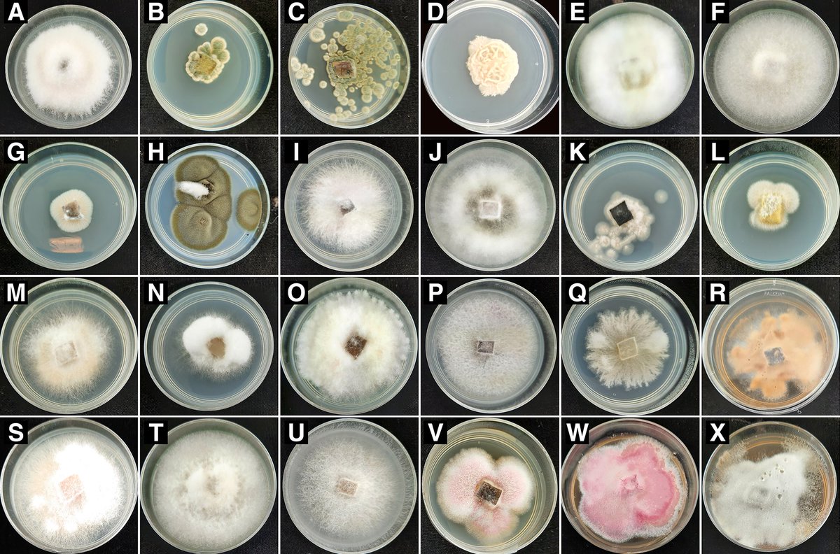 Phytobiomes Journal (@phytobiomesj) on Twitter photo Just published! Blaise Jumbam et al. identified the core mycobiome for 8 cyst nematode species. In total, 744 species of fungi were found to be associated with cyst nematodes. <a href="/BlaiseJumbam/">Blaise Jumbam, Ph.D.</a> <a href="/PNW_Nematology/">Zasada Lab</a> <a href="/PurdueAg/">Purdue Agriculture</a> doi.org/10.1094/PBIOME… Just published! Blaise Jumbam et al. identified the core mycobiome for 8 cyst nematode species. In total, 744 species of fungi were found to be associated with cyst nematodes. <a href="/BlaiseJumbam/">Blaise Jumbam, Ph.D.</a> <a href="/PNW_Nematology/">Zasada Lab</a> <a href="/PurdueAg/">Purdue Agriculture</a> doi.org/10.1094/PBIOME…