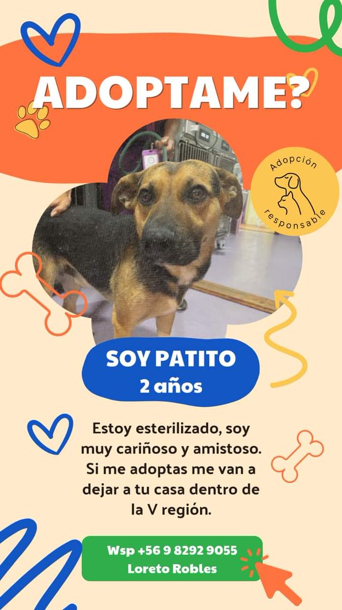 🔴🔴🔴
Con urgencia se requiere adopción RESPONSABLE para Patito. Fue abandonado y no se maneja en la calle. El Viernes fue esterilizado pero solo tiene protección hasta el Viernes, día en q volverá a la calle si no aparece nadie q lo resguarde. 
Comparte! 
#ViñaDelMar
