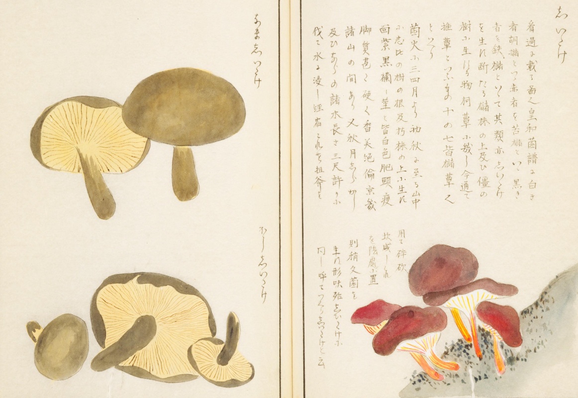 NDLイメージバンクには、江戸時代に描かれたきのこの画譜も掲載してい