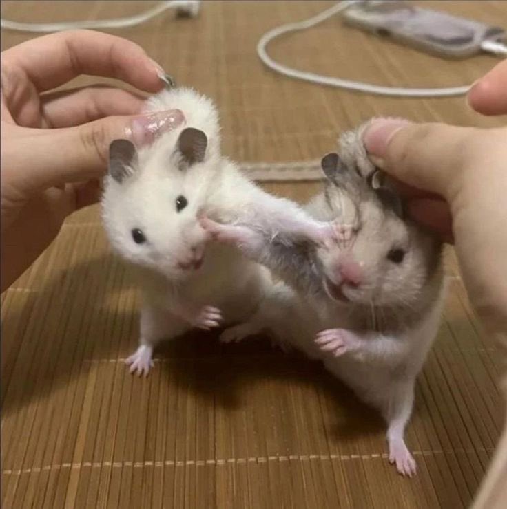 💖 (@twaniimals) on Twitter photo 