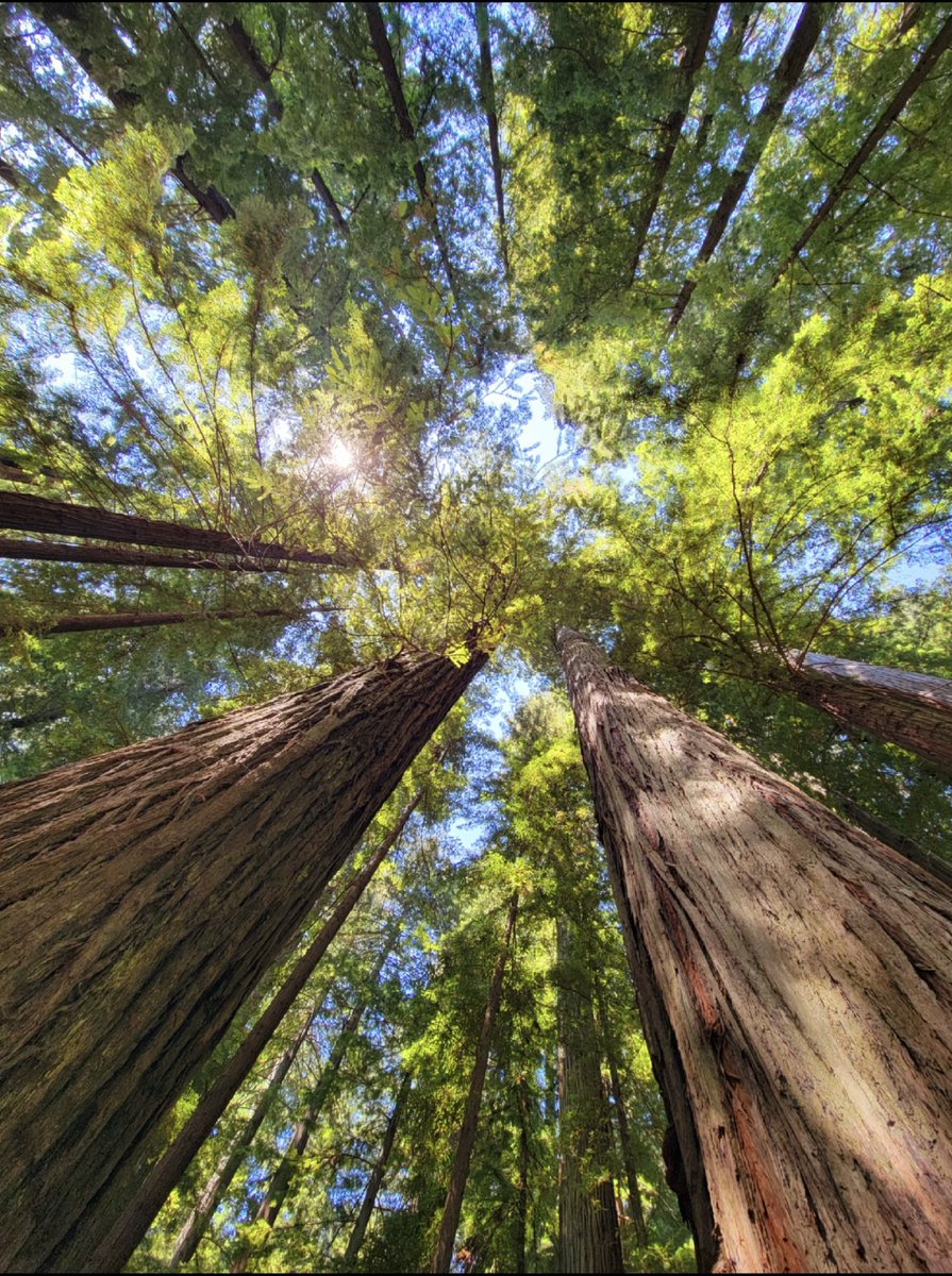 lone_wolf__1's tweet photo. another #TallTreeTuesday moment https://t.co/SIze6XMaDD