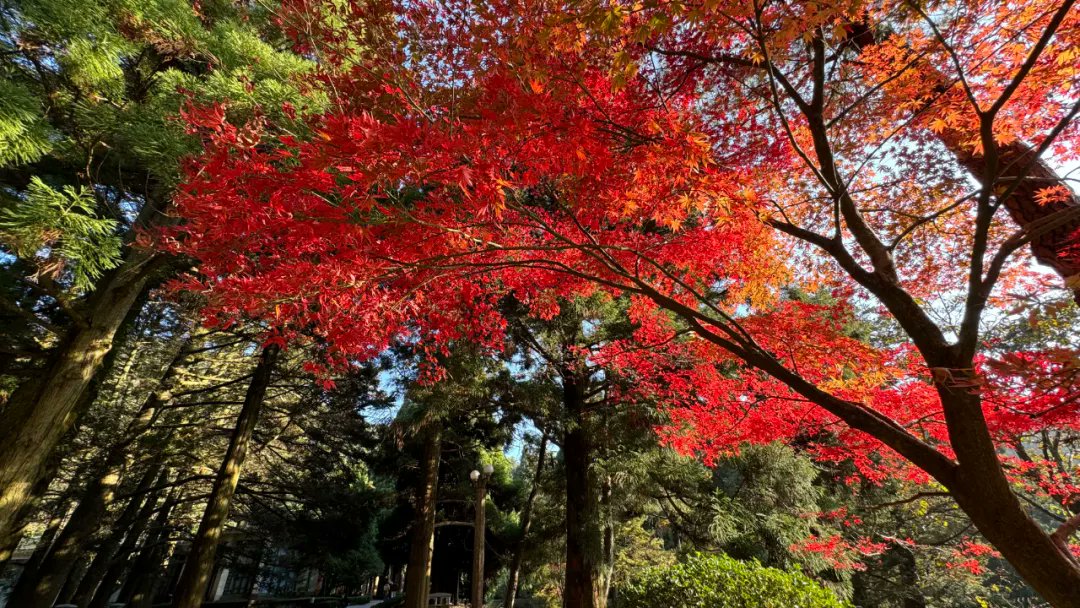 Visit_Jiujiang's tweet photo. Lushan Mount  in early winter is colorful and fascinating.#Lushan #Jiujiang #Winter https://t.co/oXIonKPaNY