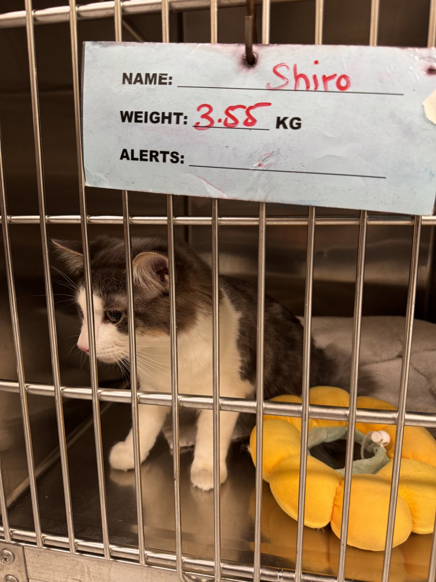 I work at a vet clinic and I met <a href="/3DShiro/">emi</a> name twin 🫶🏼