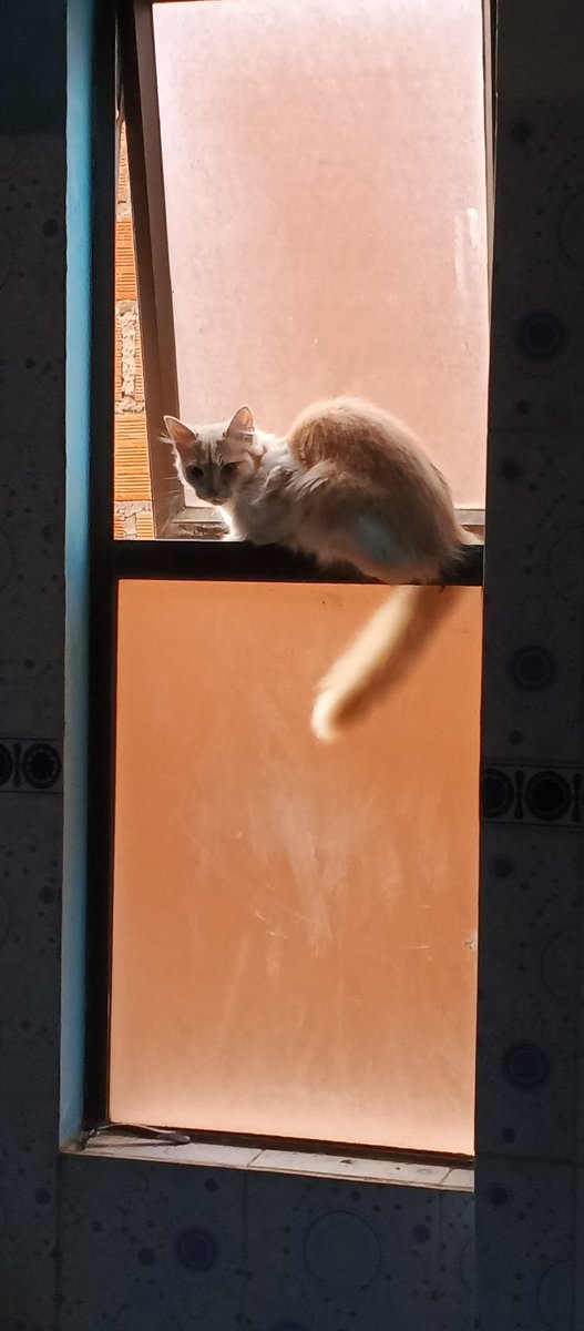 Jorgelc548 tweet media