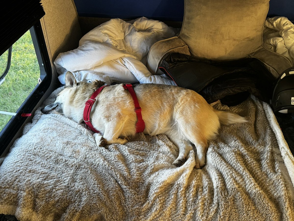 warriorbeatorg's tweet photo. Bella is watching over Camp Warrior Beat! She scarred off a black bear like a real champ! I couldn’t ask for a better traveling companion! https://t.co/BJcWcALd7o