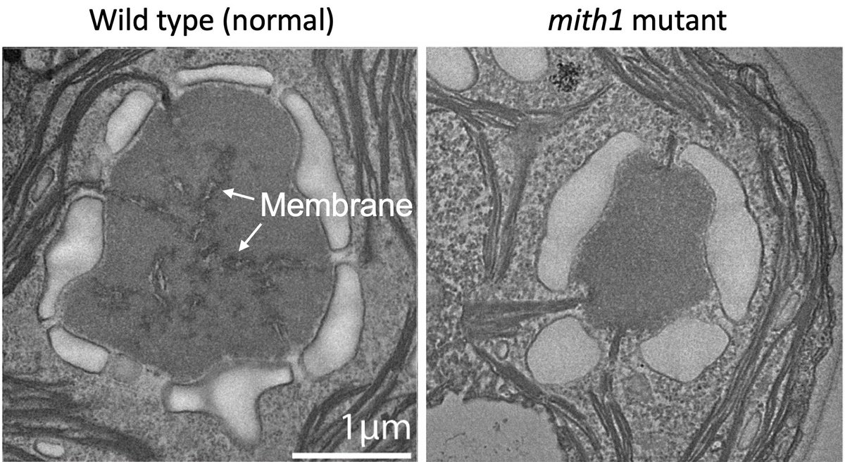 Our paper describing the discovery of proteins that make pyrenoid-traversing membranes is finally out!
nature.com/articles/s4147…