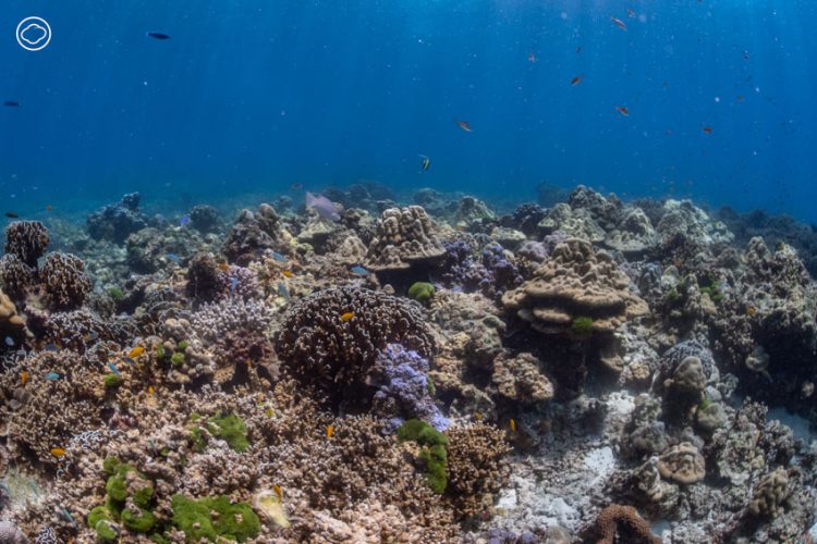 readthecloud's tweet image. คอลัมน์ #LifeonEarth จะพาคุณดำดิ่งสู่ #โลกใต้ทะเล ฟังเสียงของธรรมชาติที่ถูกเสียงจากมนุษย์รบกวนจนเราไม่คุ้นชิน พร้อมสังเกตสิ่งต่าง ๆ ที่บ่งบอกถึงความหลากหลายทางชีวภาพ #TheCloud readthecloud.co/underwater-sou…