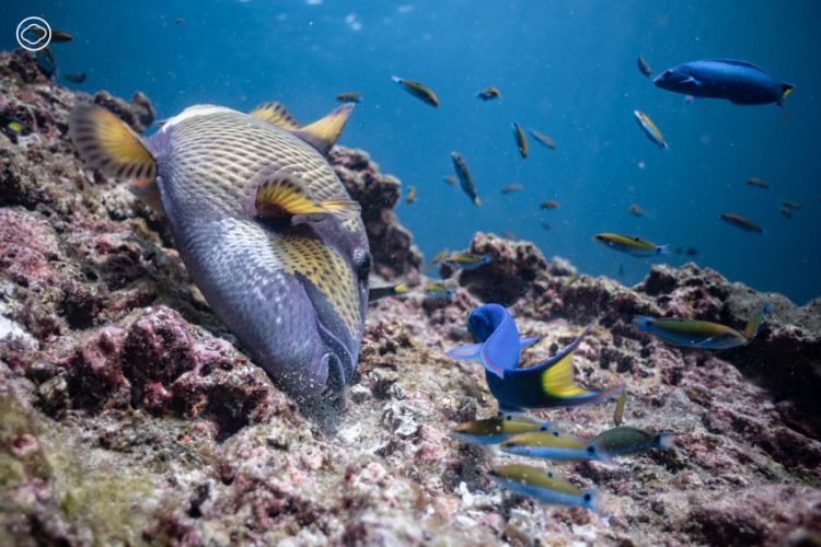 readthecloud's tweet image. คอลัมน์ #LifeonEarth จะพาคุณดำดิ่งสู่ #โลกใต้ทะเล ฟังเสียงของธรรมชาติที่ถูกเสียงจากมนุษย์รบกวนจนเราไม่คุ้นชิน พร้อมสังเกตสิ่งต่าง ๆ ที่บ่งบอกถึงความหลากหลายทางชีวภาพ #TheCloud readthecloud.co/underwater-sou…