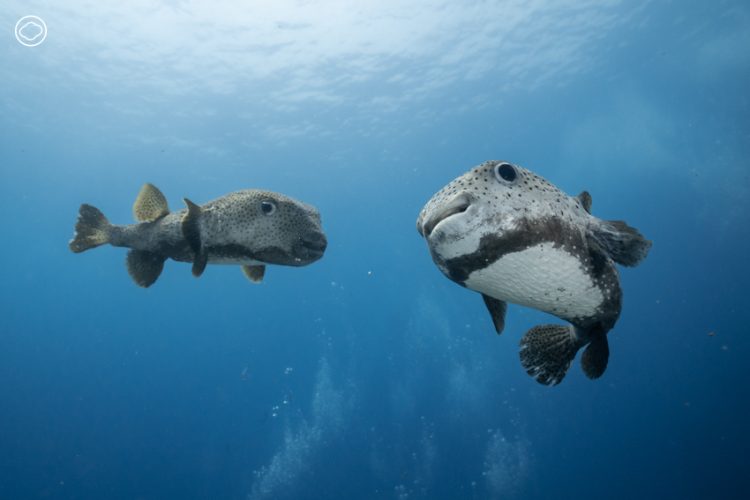 readthecloud's tweet image. คอลัมน์ #LifeonEarth จะพาคุณดำดิ่งสู่ #โลกใต้ทะเล ฟังเสียงของธรรมชาติที่ถูกเสียงจากมนุษย์รบกวนจนเราไม่คุ้นชิน พร้อมสังเกตสิ่งต่าง ๆ ที่บ่งบอกถึงความหลากหลายทางชีวภาพ #TheCloud readthecloud.co/underwater-sou…