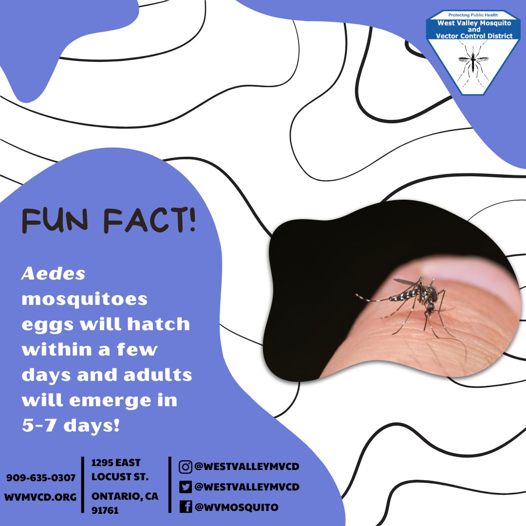 westvalleymvcd's tweet photo. Here is another mosquito fact for you! Please visit our website to learn more about mosquitoes and how to prevent them. @CityofOntario @CityOfRC @CityofMontclair @City_of_Upland @CityofChinoGov @Chino_Hills https://t.co/F2aBjymVbi