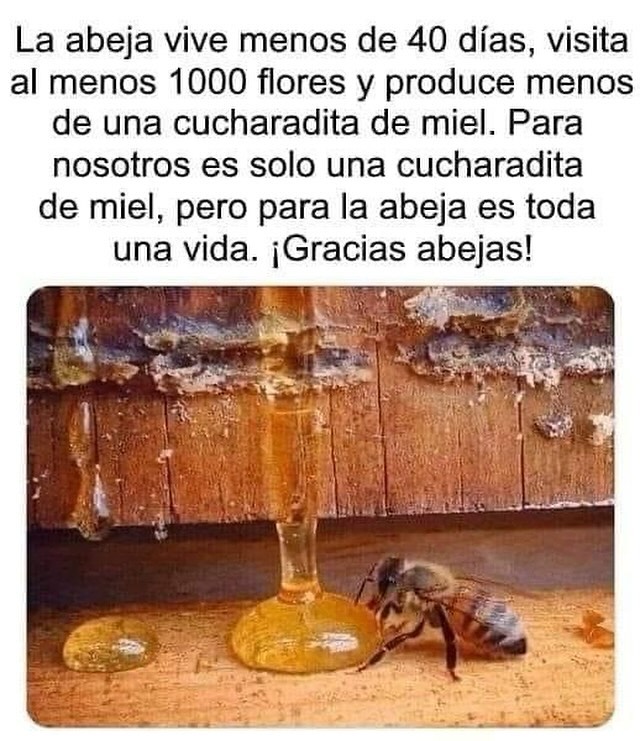 Cuidemos a las abejas 🐝🍯