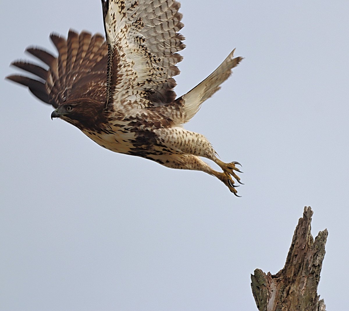 ladugan2's tweet image. Story of my life...not capturing the full take off😁 Red-tailed Hawk heading out