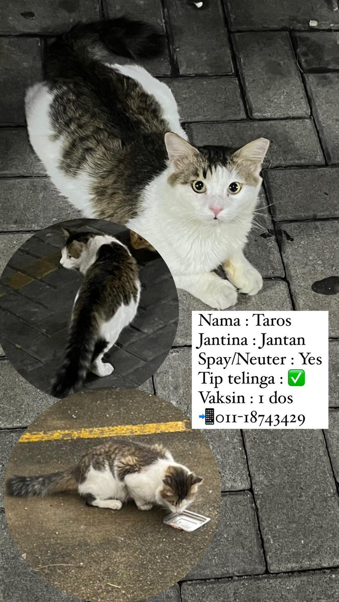 cats_rehome's tweet photo. 📌SENTUL

URGENT ADOPTER NEEDED A.S.A.P

🔊🔊🔊🔊🔊🔊🔊🔊🔊🔊🔊

Management dh mula nk ambik tindakan sbb ada org komplen.. Kesian anak² ni kalo kena kutip sumbat kt DBKL.. Please korg.. Tlg bntu adopt n selamatkan anak² ni semua.. Ada byk lg gmbr.. Boleh ws feeder diorg nt utk tgok gmbr yg lain..

https://t.co/O4dIQe5334