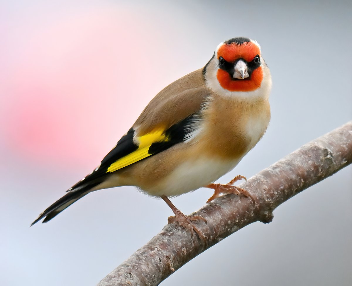 Goldfinch feeling a little red-faced... 😁
 Taken this weekend from my bathroom window. 😊🐦