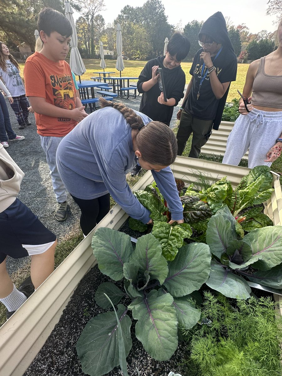 Ss harvest some of their crops today! From researching to building the beds to shopping to planting to harvesting, this is science, this is real world learning. <a href="/IMSGRT/">Lori Wilson</a> <a href="/vbedfound/">VB Education Foundation</a> <a href="/IMSEagles/">Independence Eagles</a>