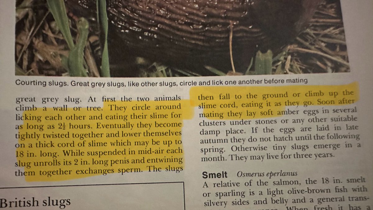 2wheels's tweet image. Slugs are even more disgusting than I thought