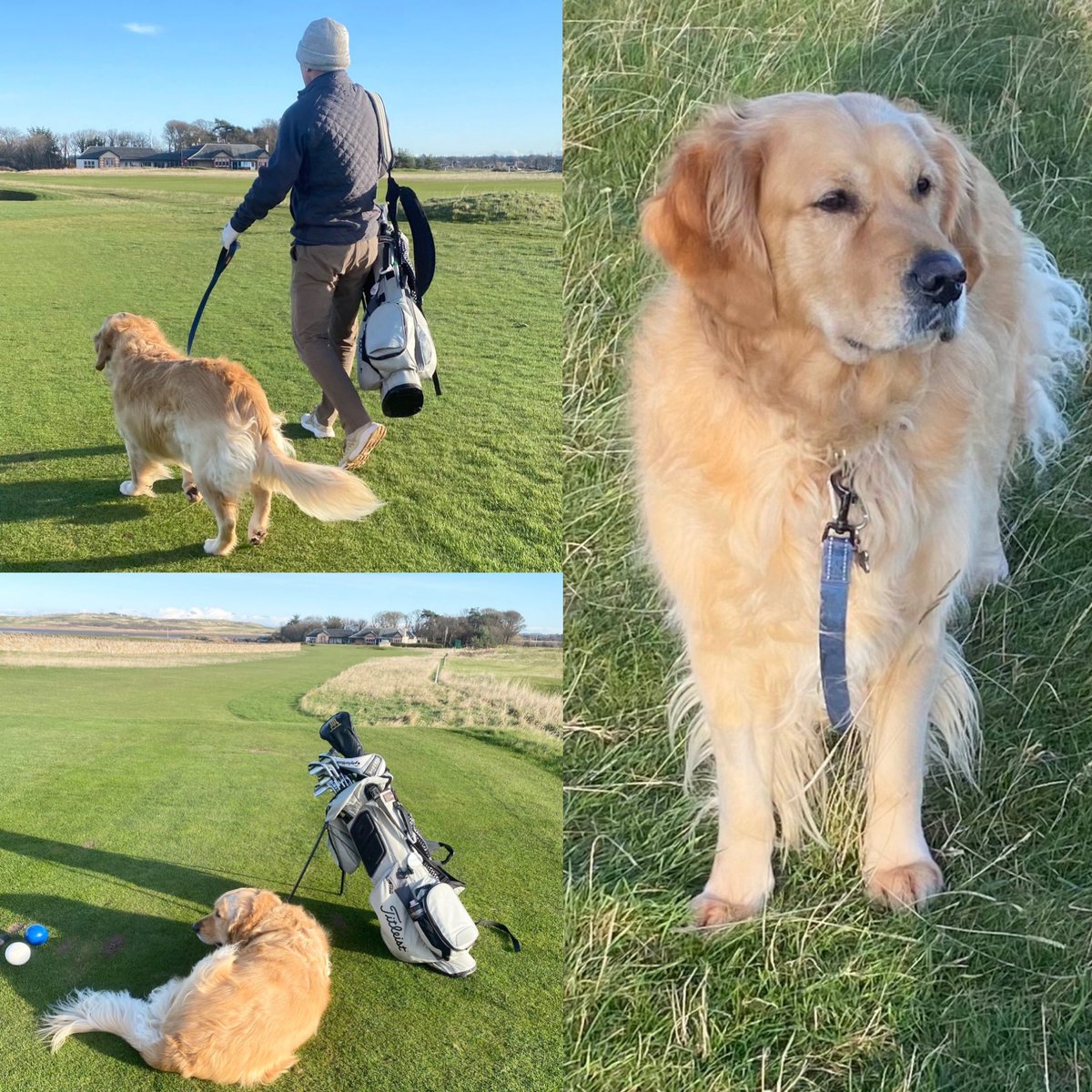 Big Otis made his golfing debut at the impressive <a href="/Kilspindiegolf/">Kilspindie Golf Club</a> today.  Impressive golfing etiquette too 👏 🐕 🐾 ⛳️