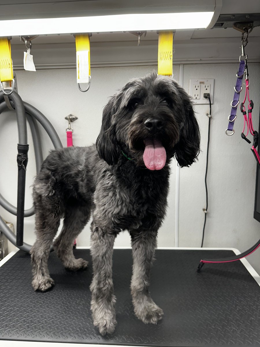 readinger_dina's tweet photo. Transform your furry friend from a bit wild to perfectly groomed! Book their grooming session today for a fresh and fluffy result. 🐾✂️ https://t.co/IID5zroDxC