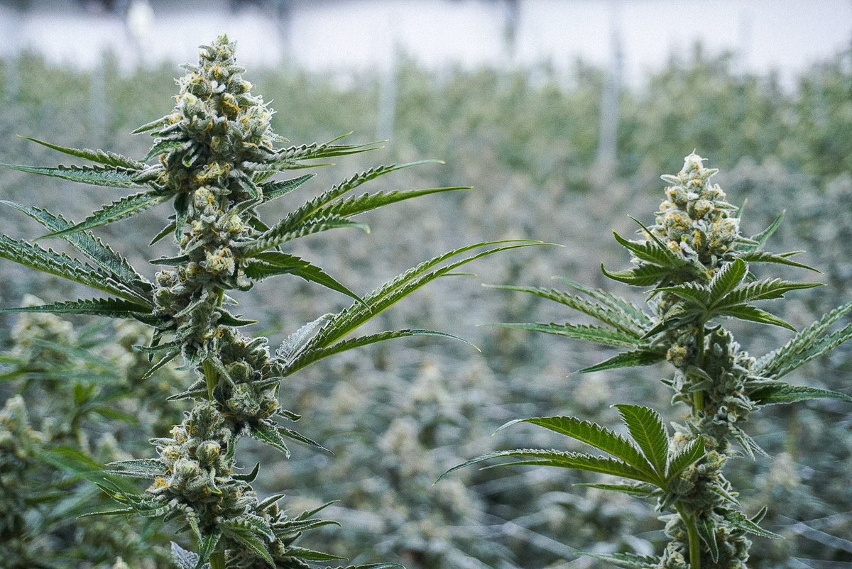 EmberValleyX's tweet photo. Just a couple of sistas hanging out in the garden. ๐ฟ
One of our in-house favorites, Dirty Banana (Banana OG x Kush Mints)
Sheโs never camera shy, and you can smell her potency from miles away.
#cannabis #CannabisCommunity #BananaOG #KushMints https://t.co/cx0AM9vkWT